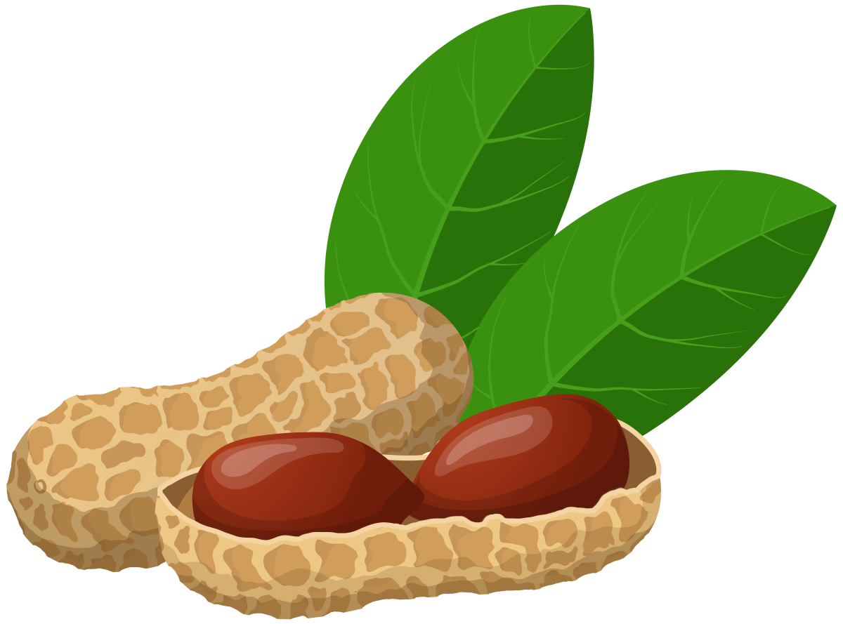 Арахис на прозрачном фоне