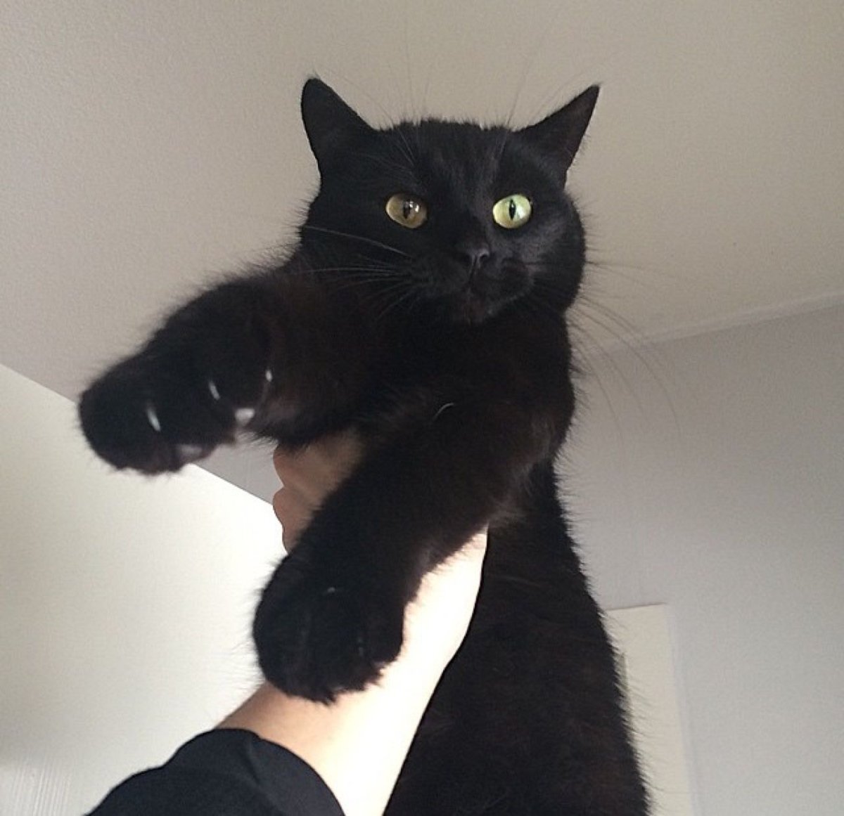 Anya Sugar Готика