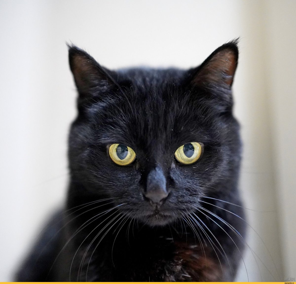 Смешной черный кот