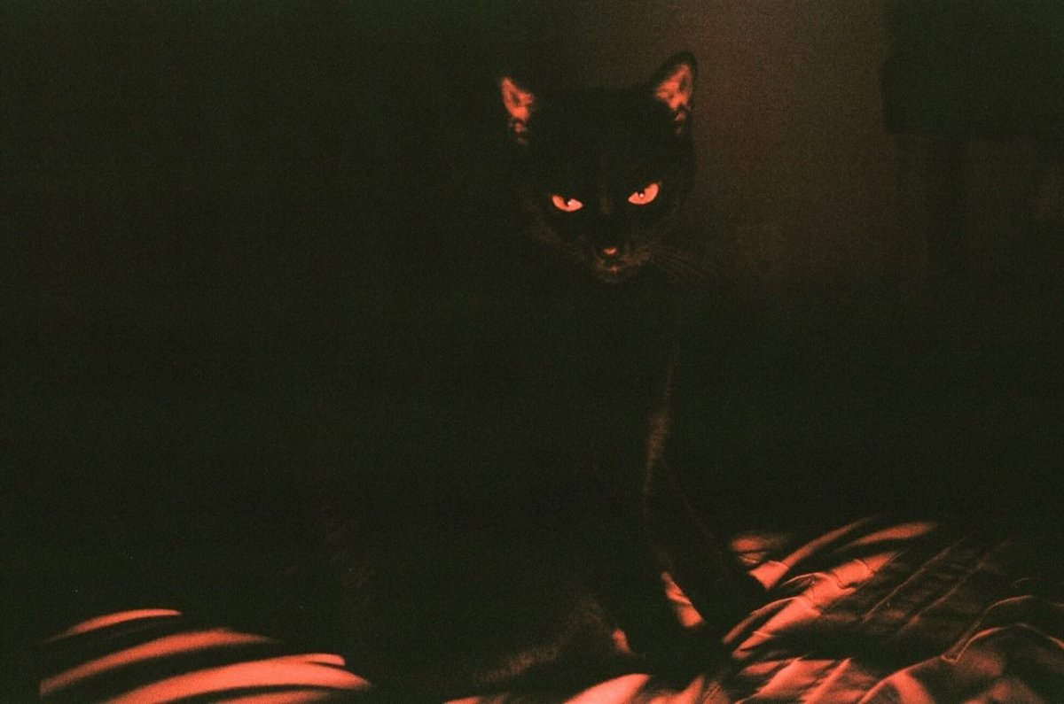 Смешные черные коты