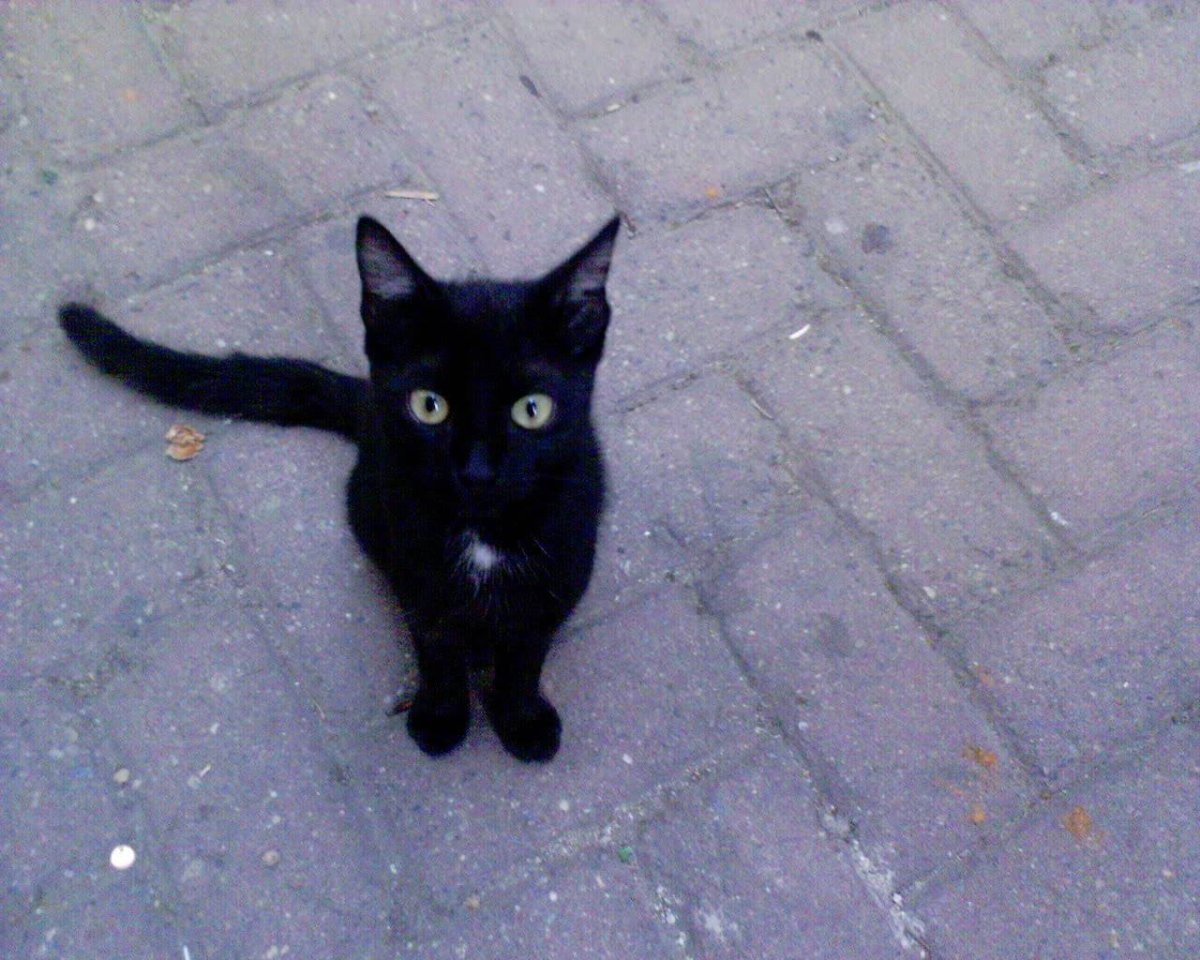 Бомбейская кошка пушистая