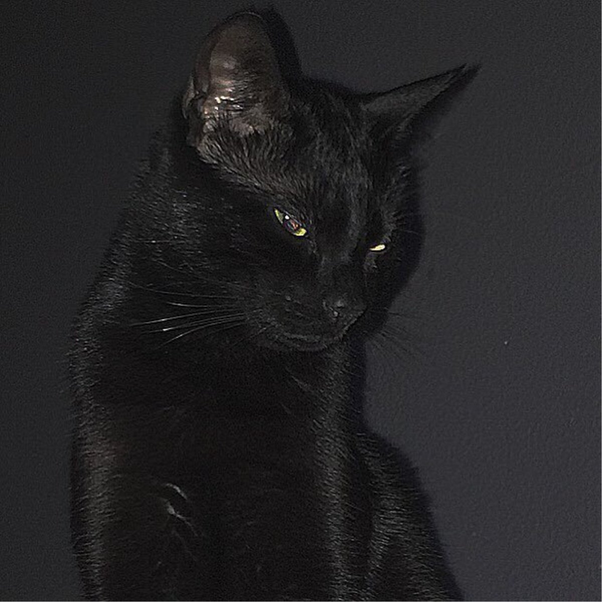 Милый чёрный котик