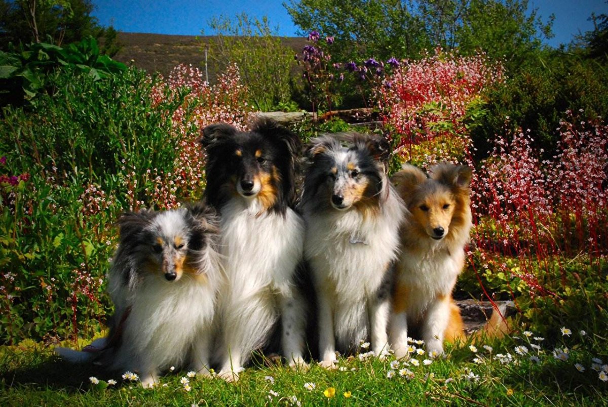 Шотландская овчарка колли пастушья