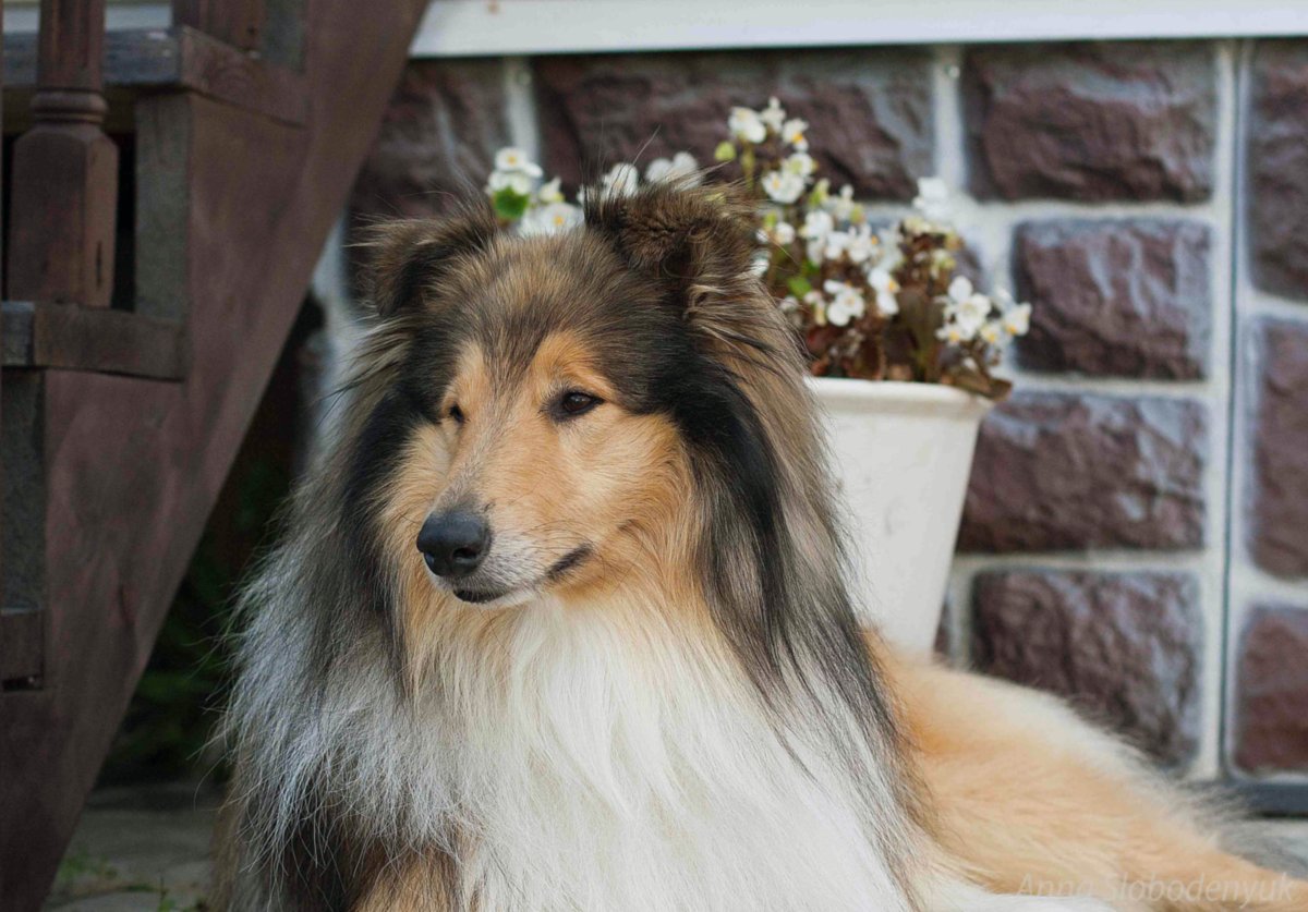 Овчарка колли щенки