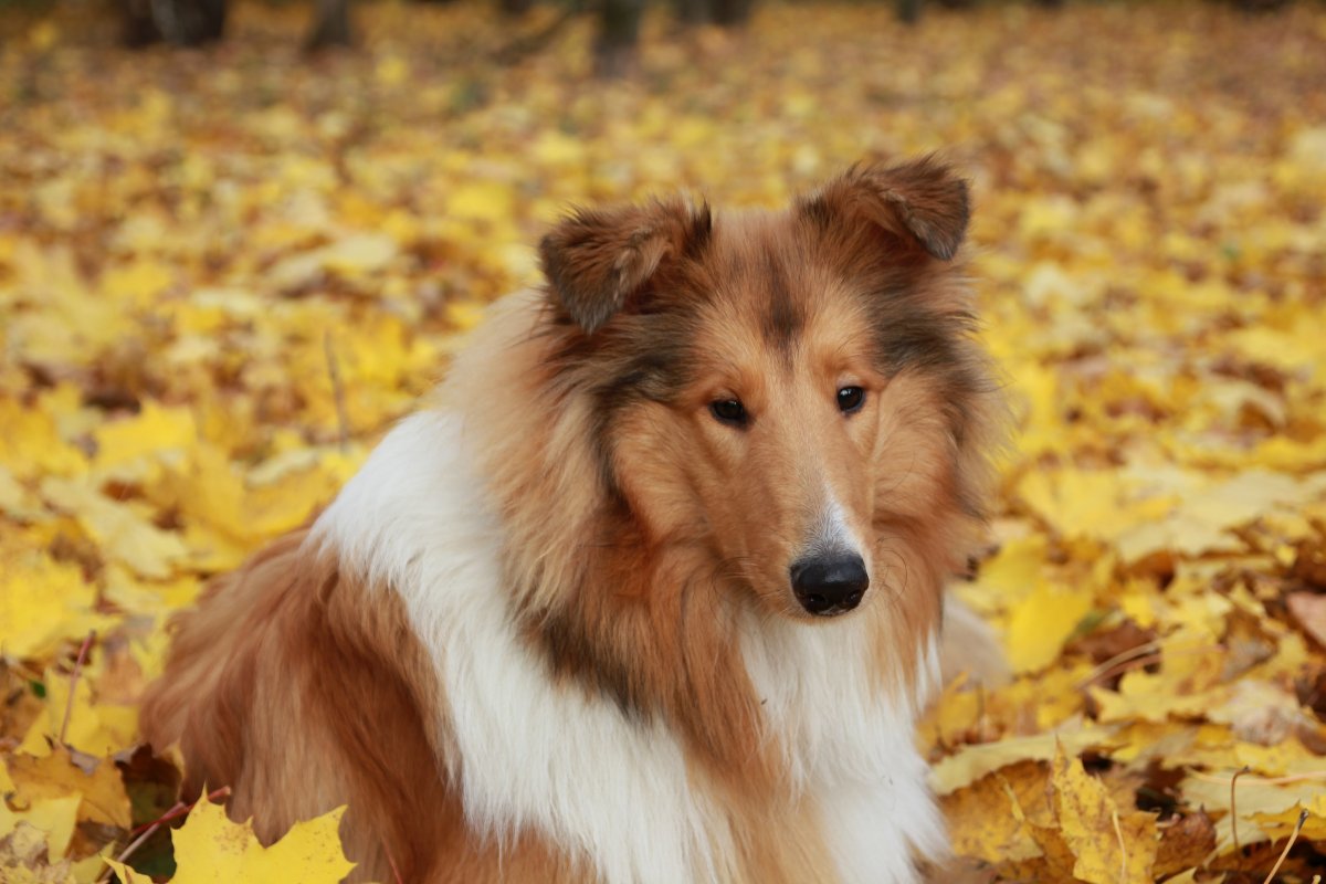 Колли шелти