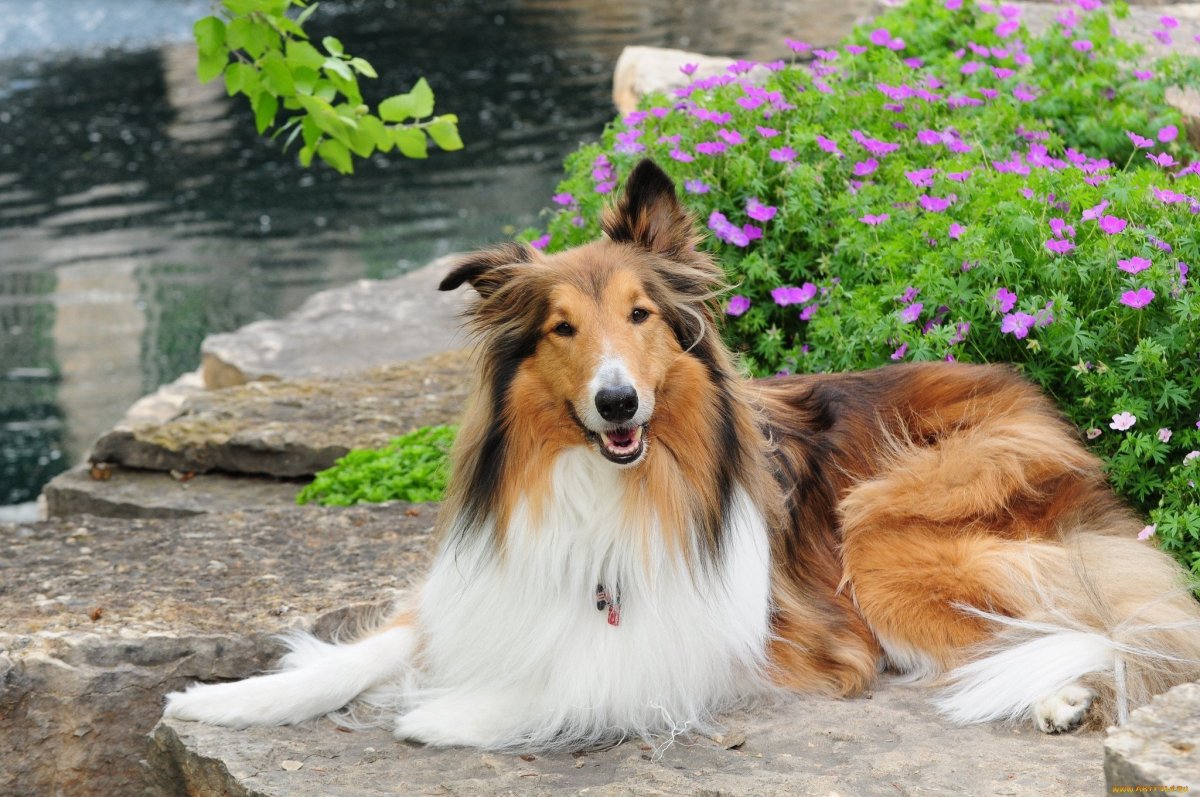 Лесси собака порода колли