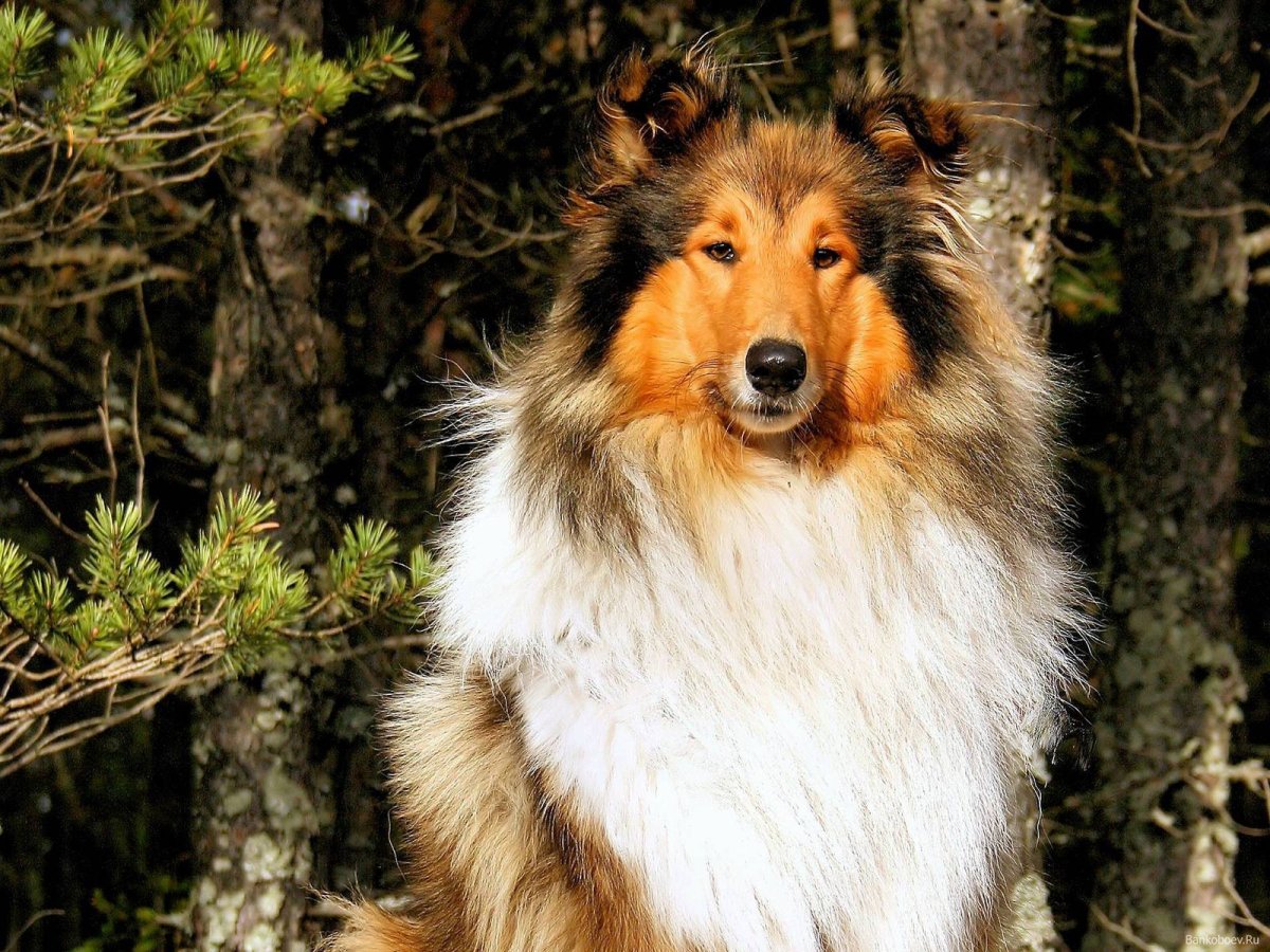 Колли порода собак