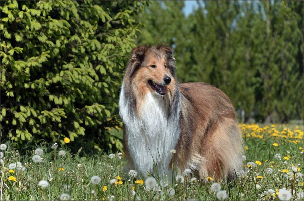 Шотландская колли