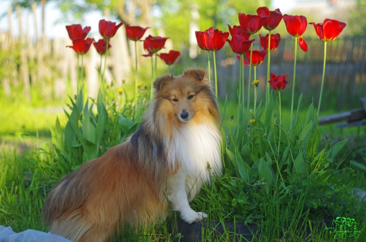Шотландская овчарка колли щенки