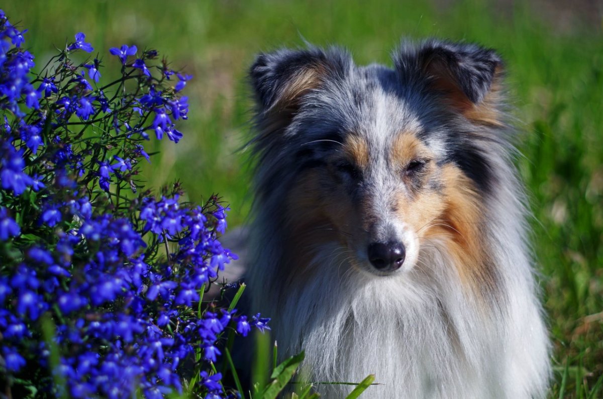 Шотландская овчарка (колли)