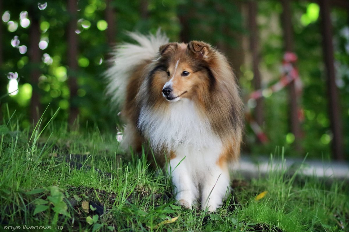 Шотландская овчарка осень