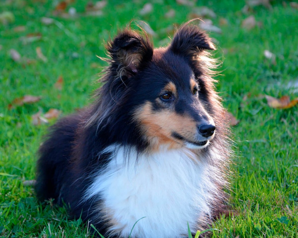 Колли шелти