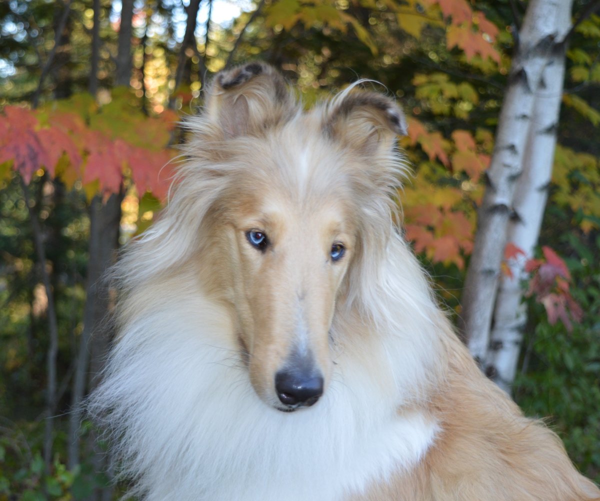 Шотландская овчарка (колли)