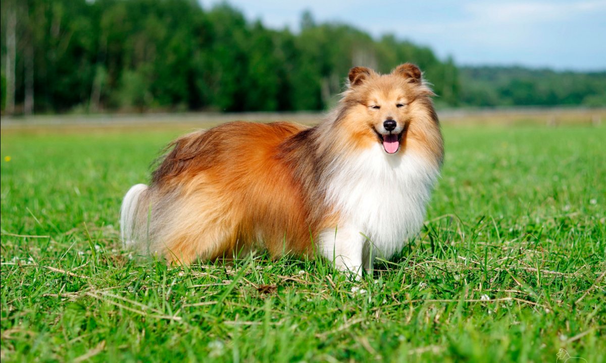 Длинношерстный колли Лесси