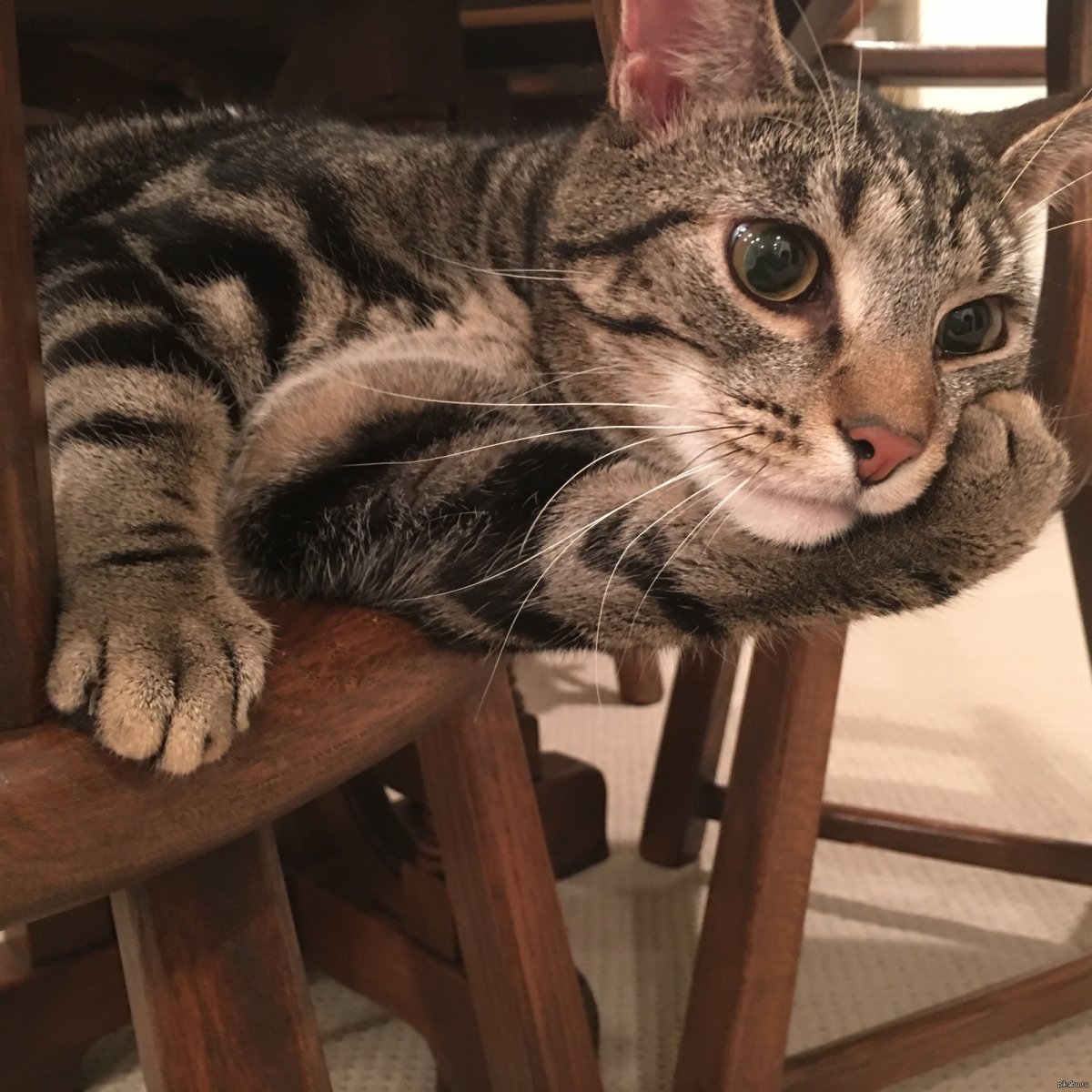 Кот мыслитель