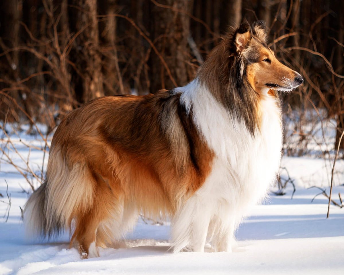 Шетландская овчарка шелти