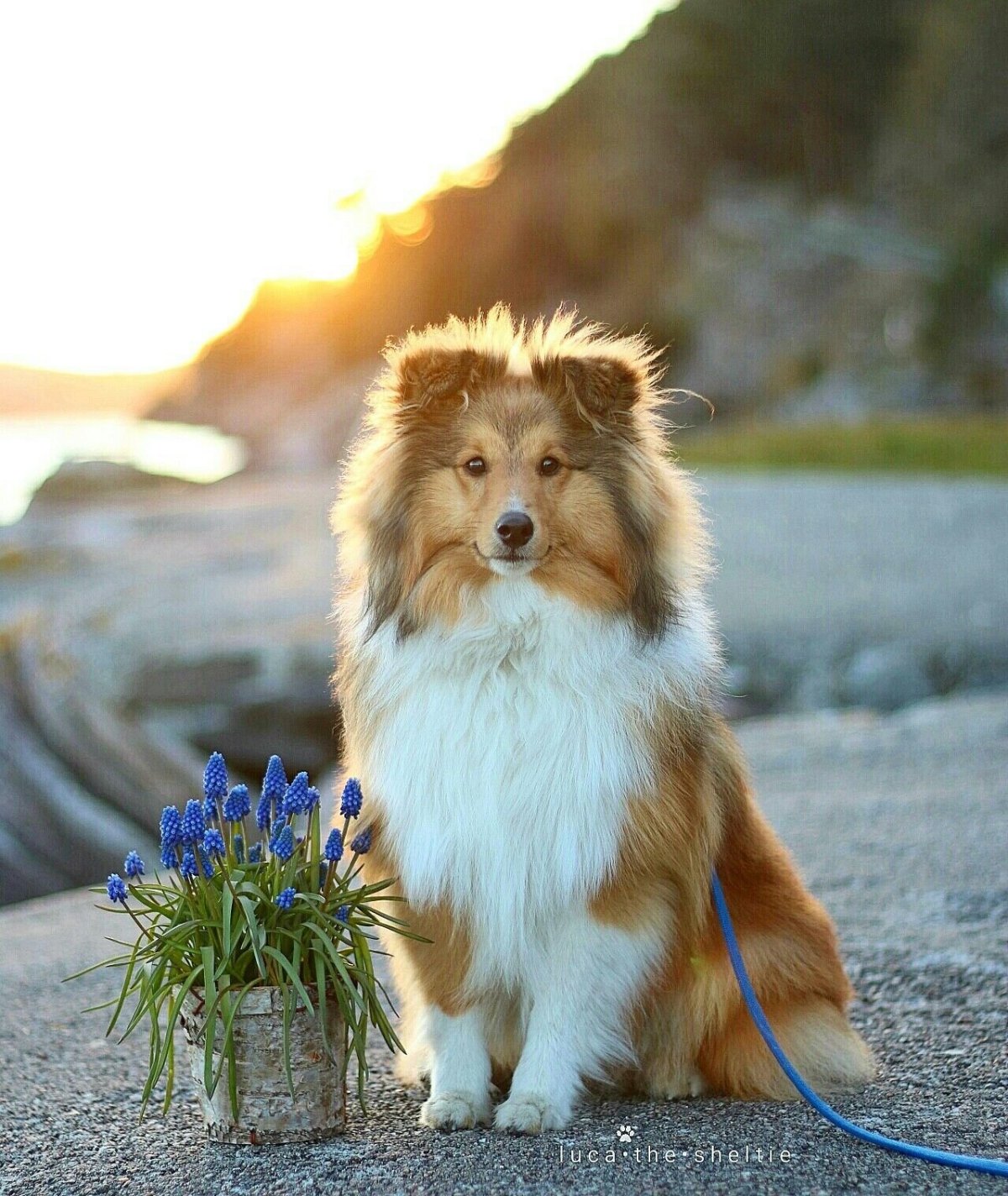 Шотландская овчарка шелти