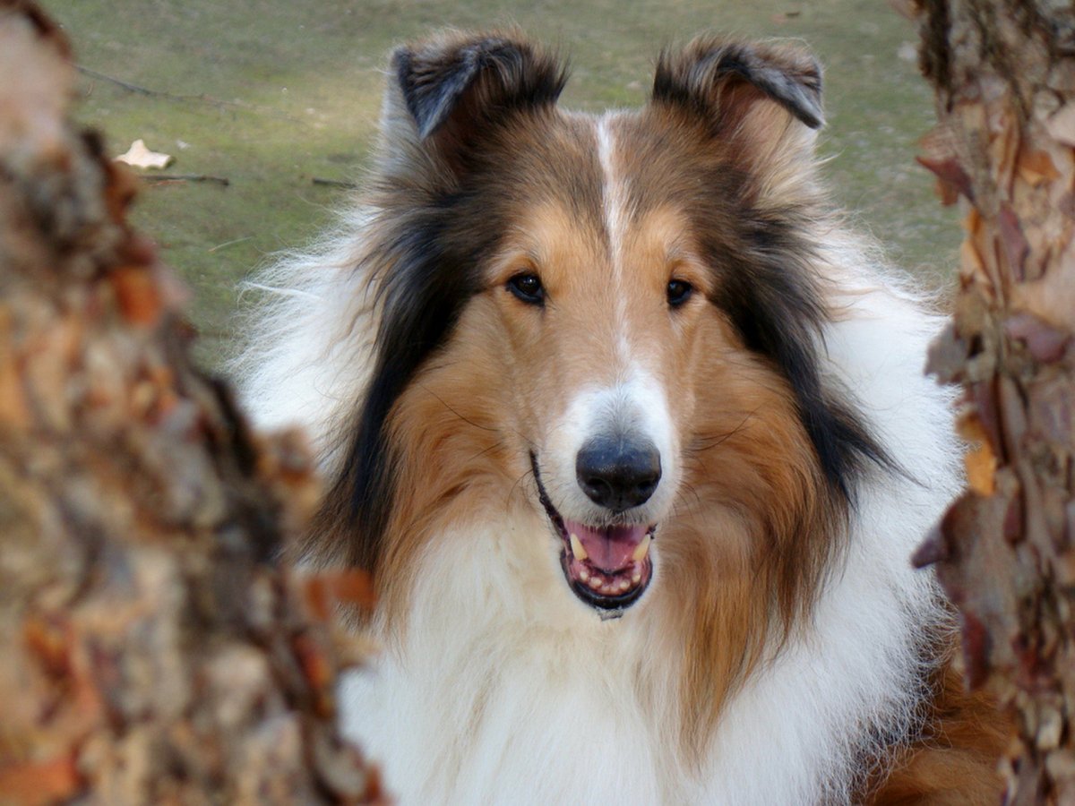 Шотландская овчарка (колли)