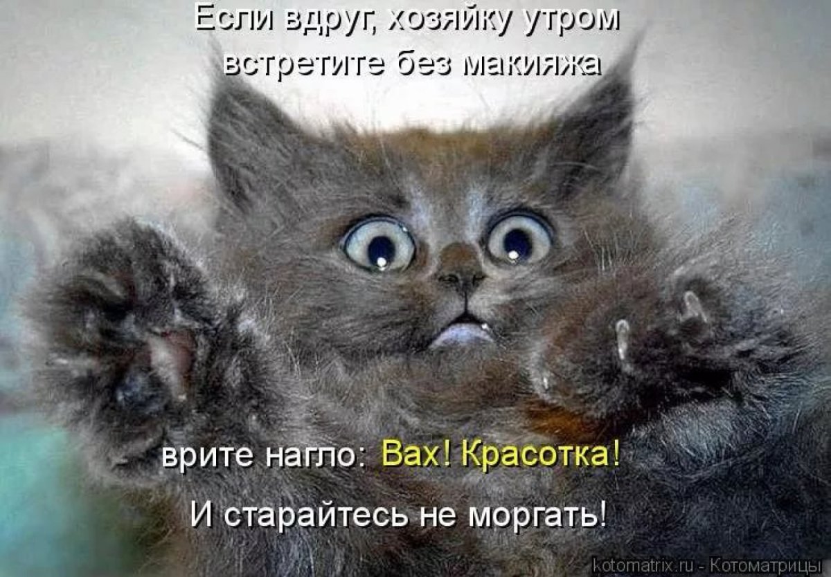 Открытки с котятами прикольные с надписями