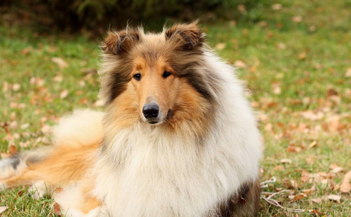 Шотландская овчарка (колли)