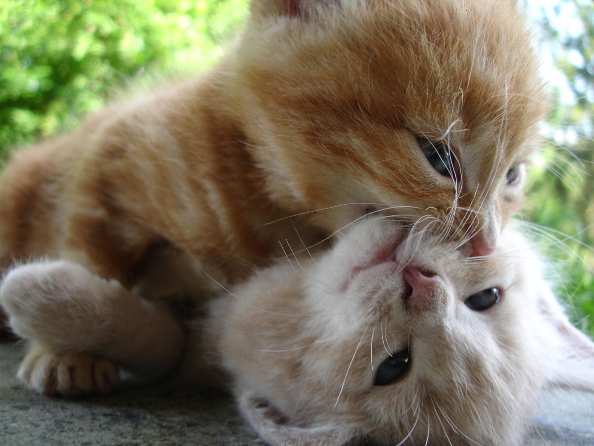 Котята обнимашки целовашки