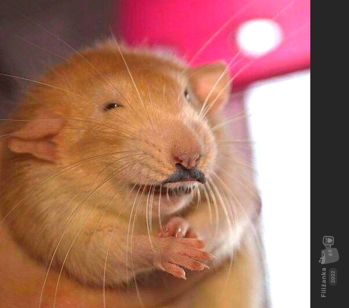 Хитрая крыса