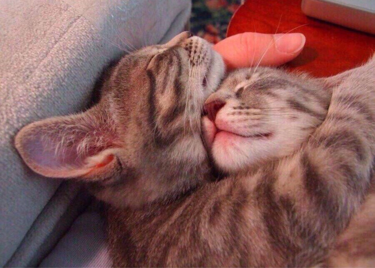 Кошачья любовь