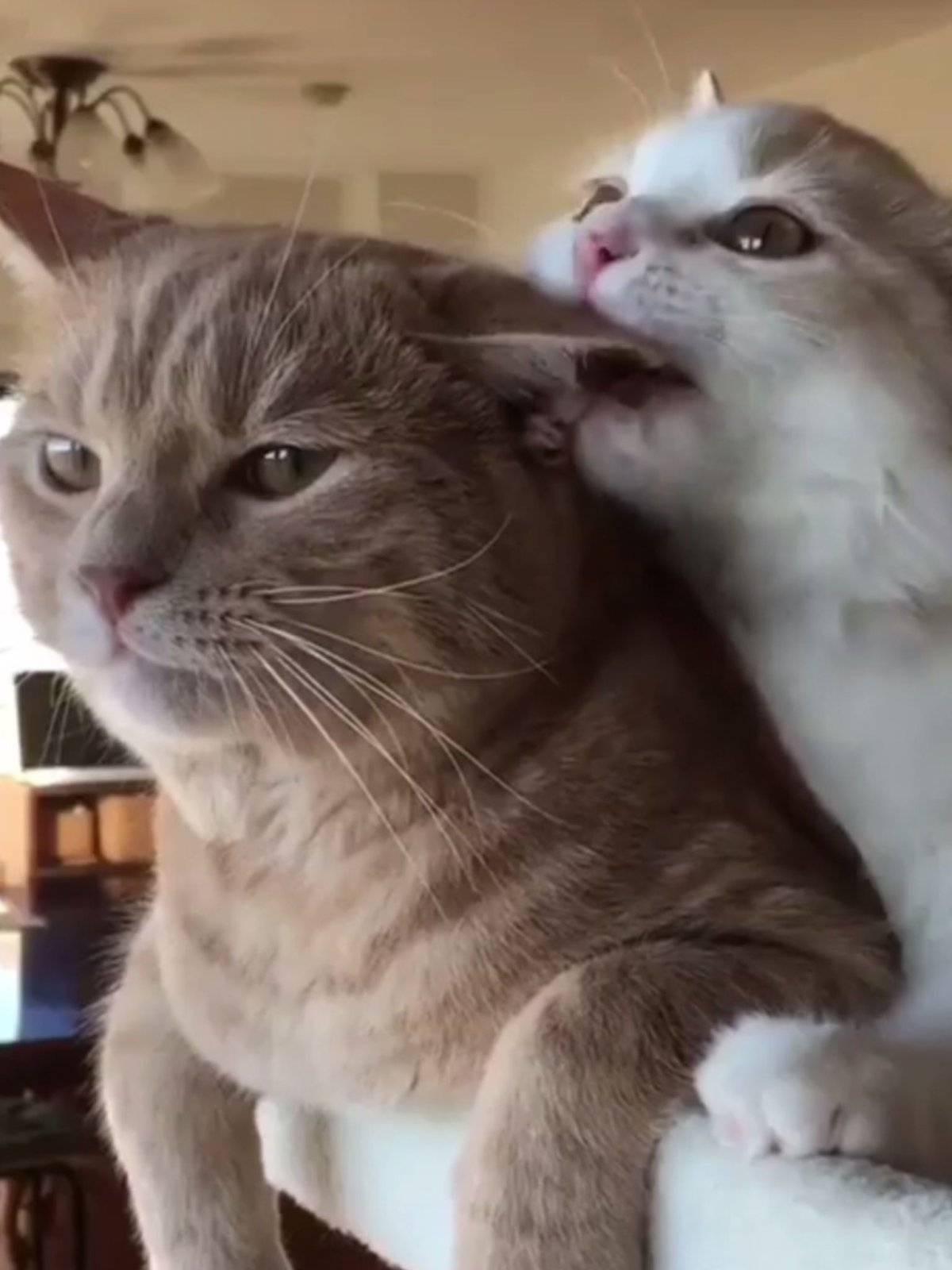 Коты обнимаются