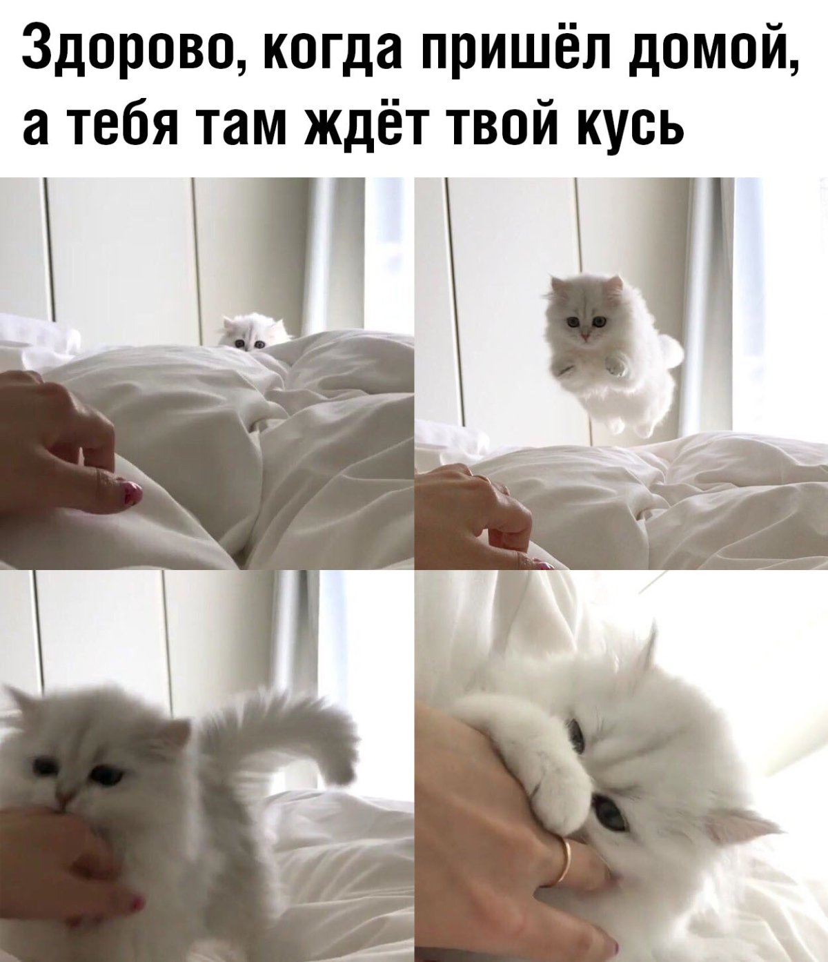 Кусь прикол