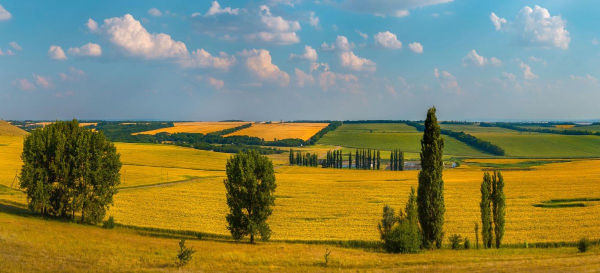 Краснодарский край тополя поля Кубань