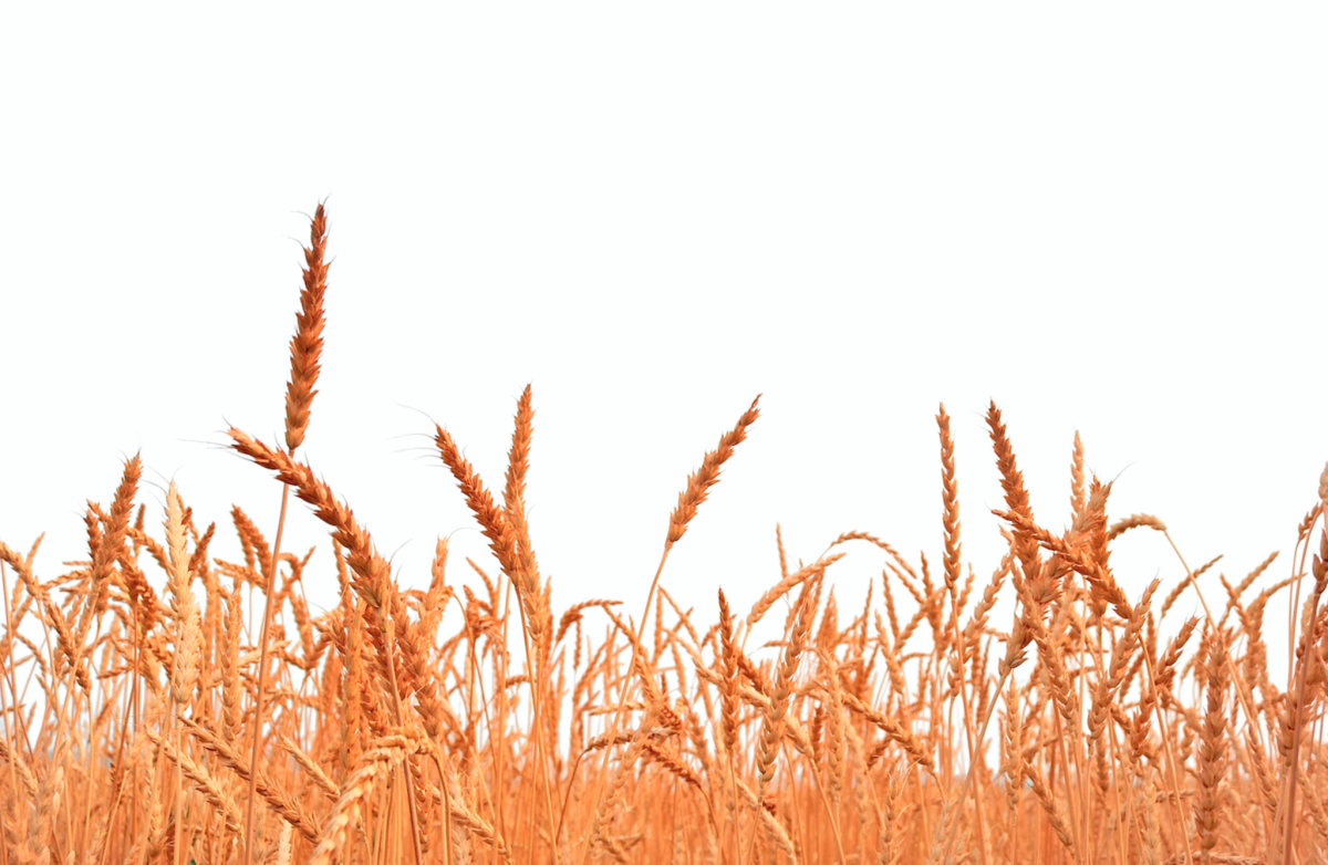 Wheat Barley вектор