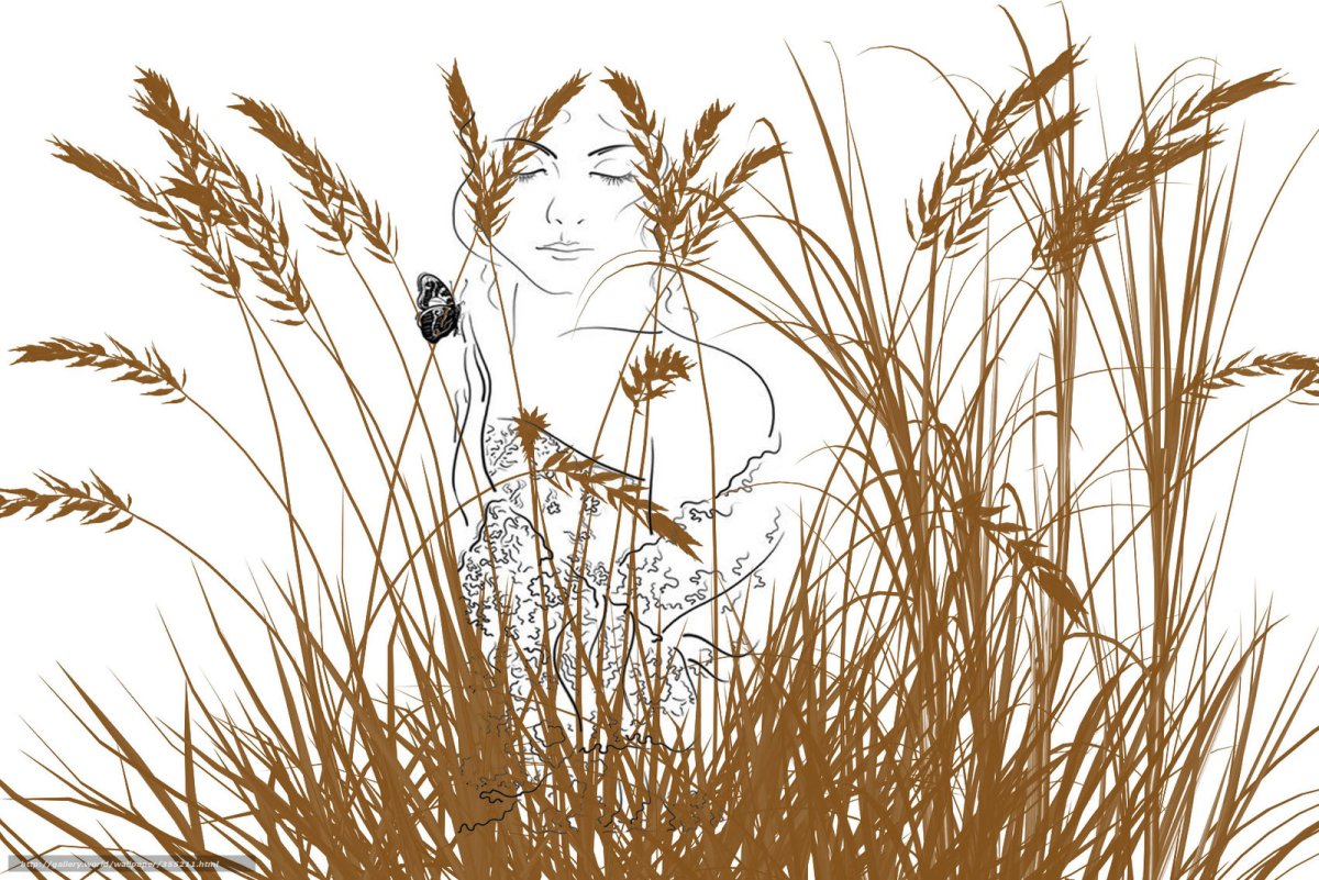 Колоски без фона