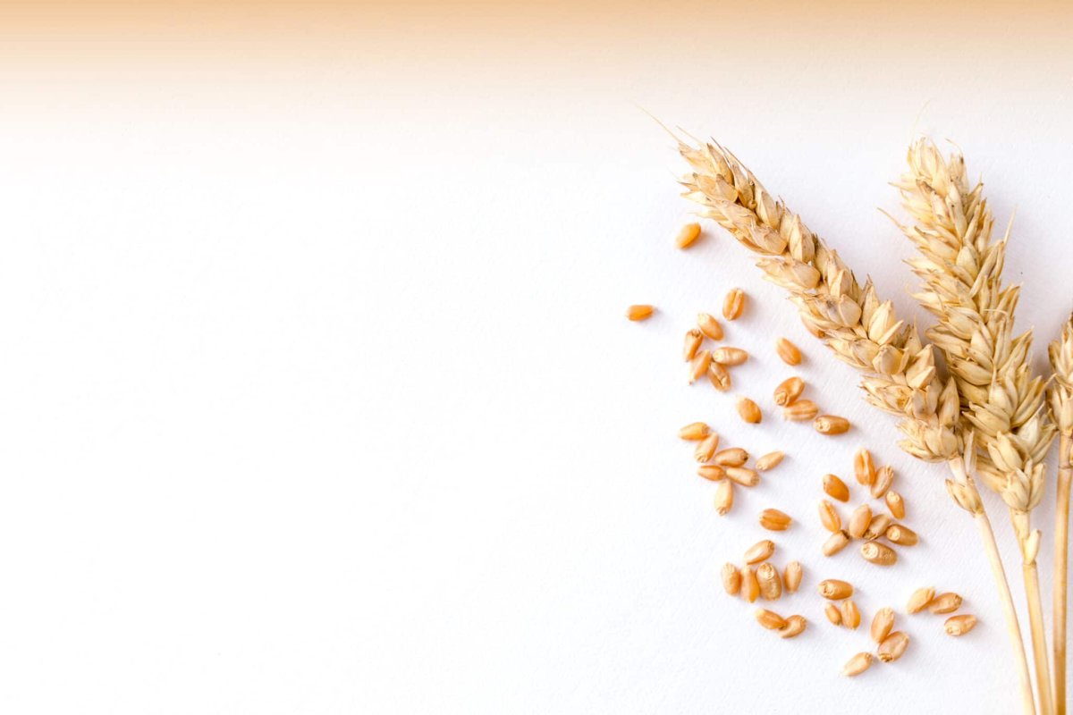 Колосья пшеницы