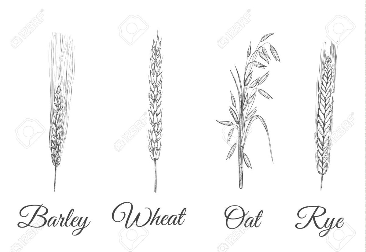 Семяносные колоски колоски