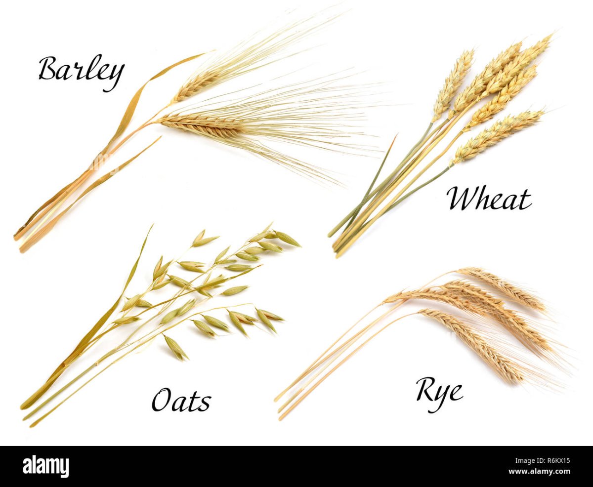 Рамки с колосками пшеницы
