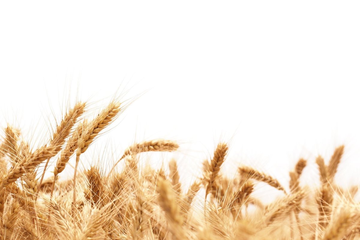 Сельское хозяйство на белом фоне