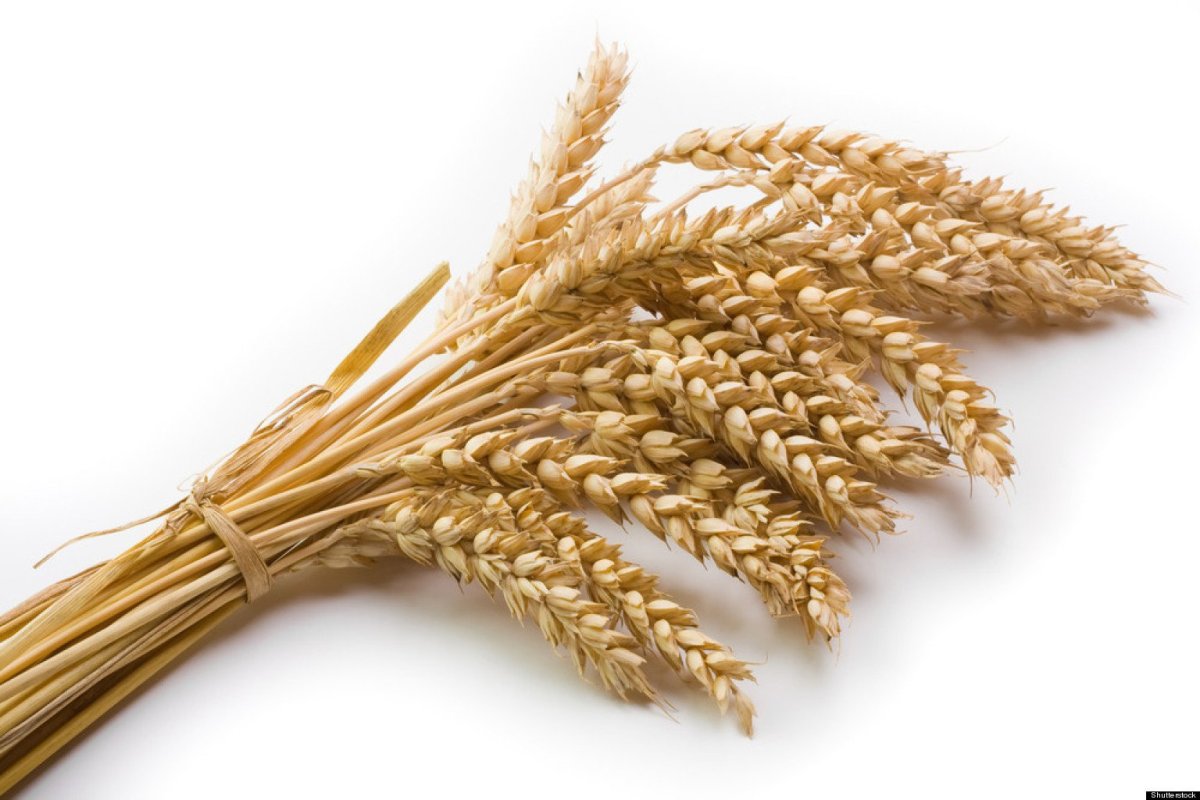 Сноп пшеницы символ