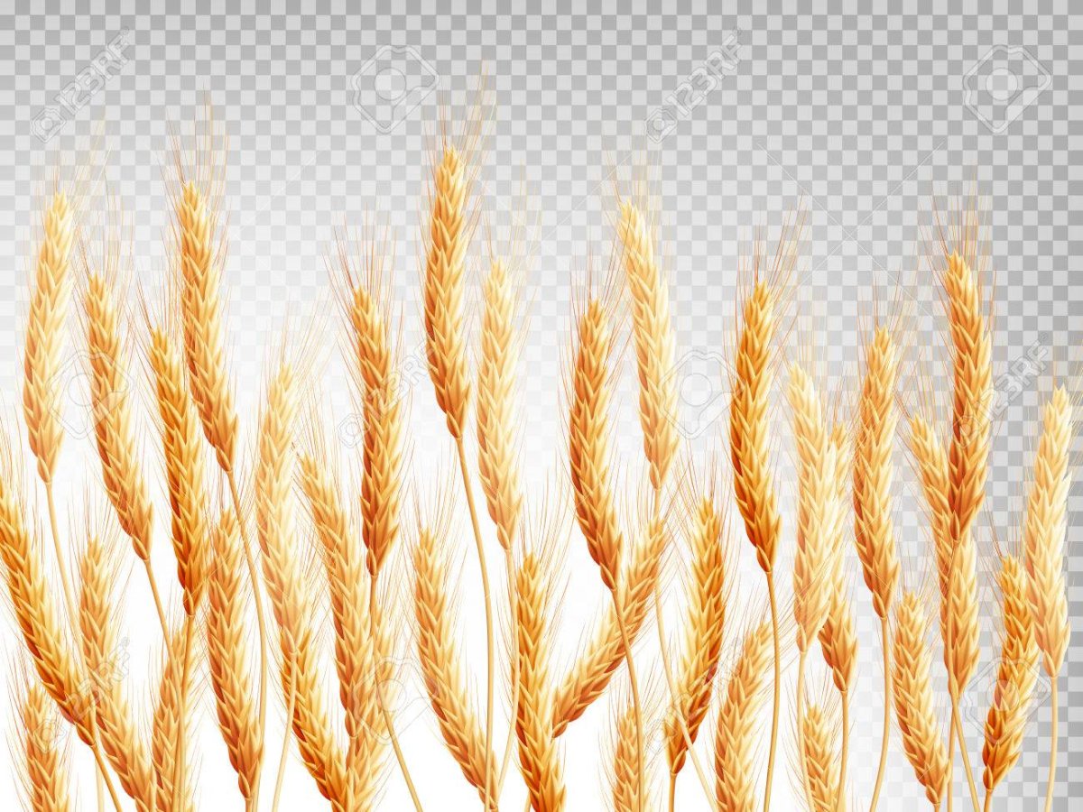 Овес и пшеница