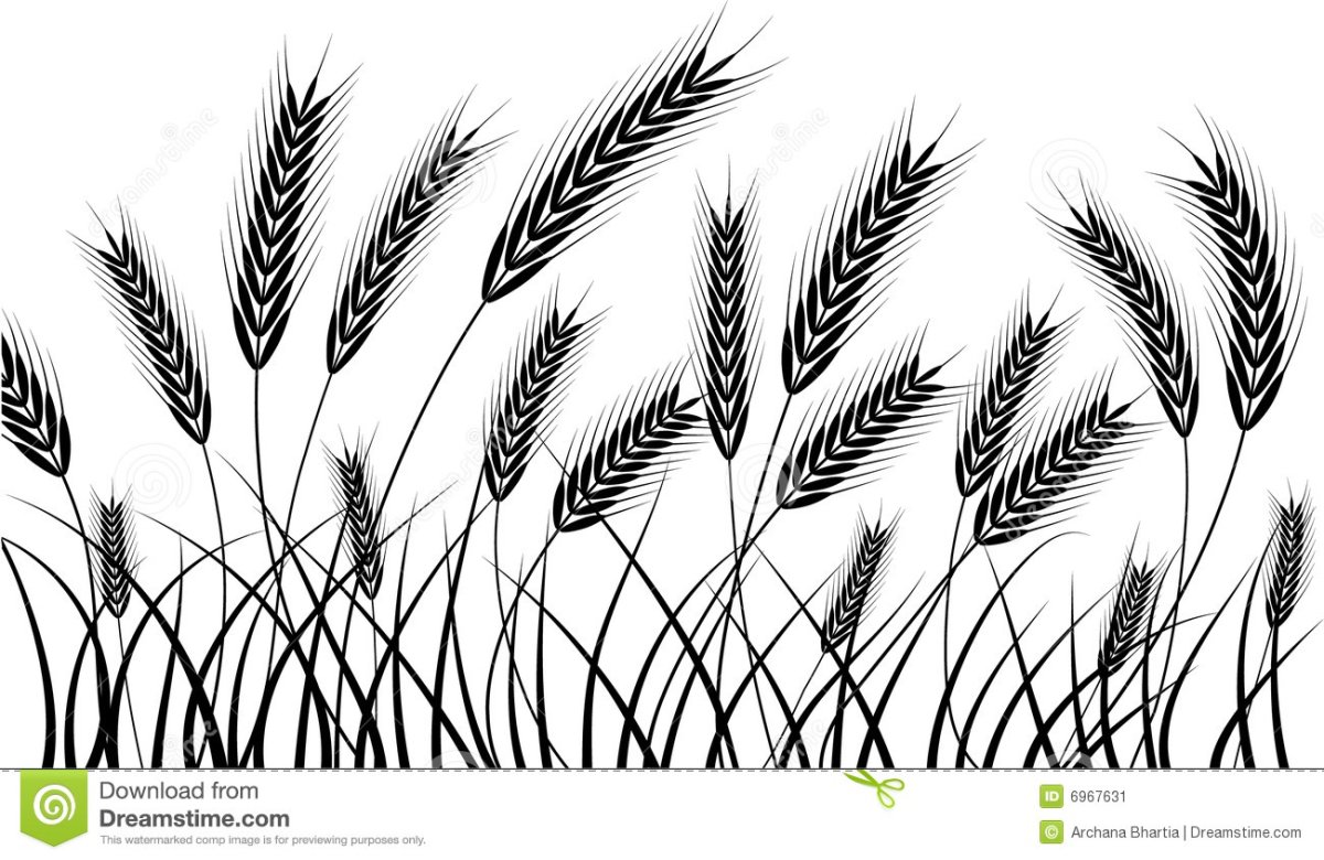 Пшеница черно белая