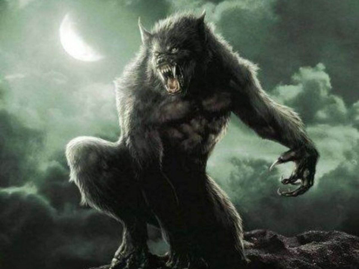 Волк в лесу ночью