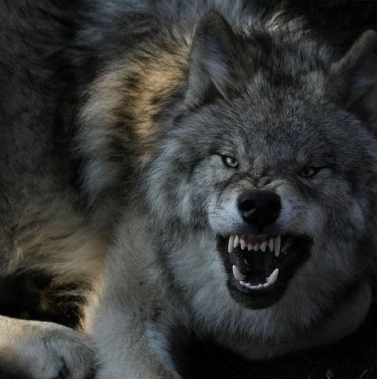 Скульптинг оборотень Werewolf