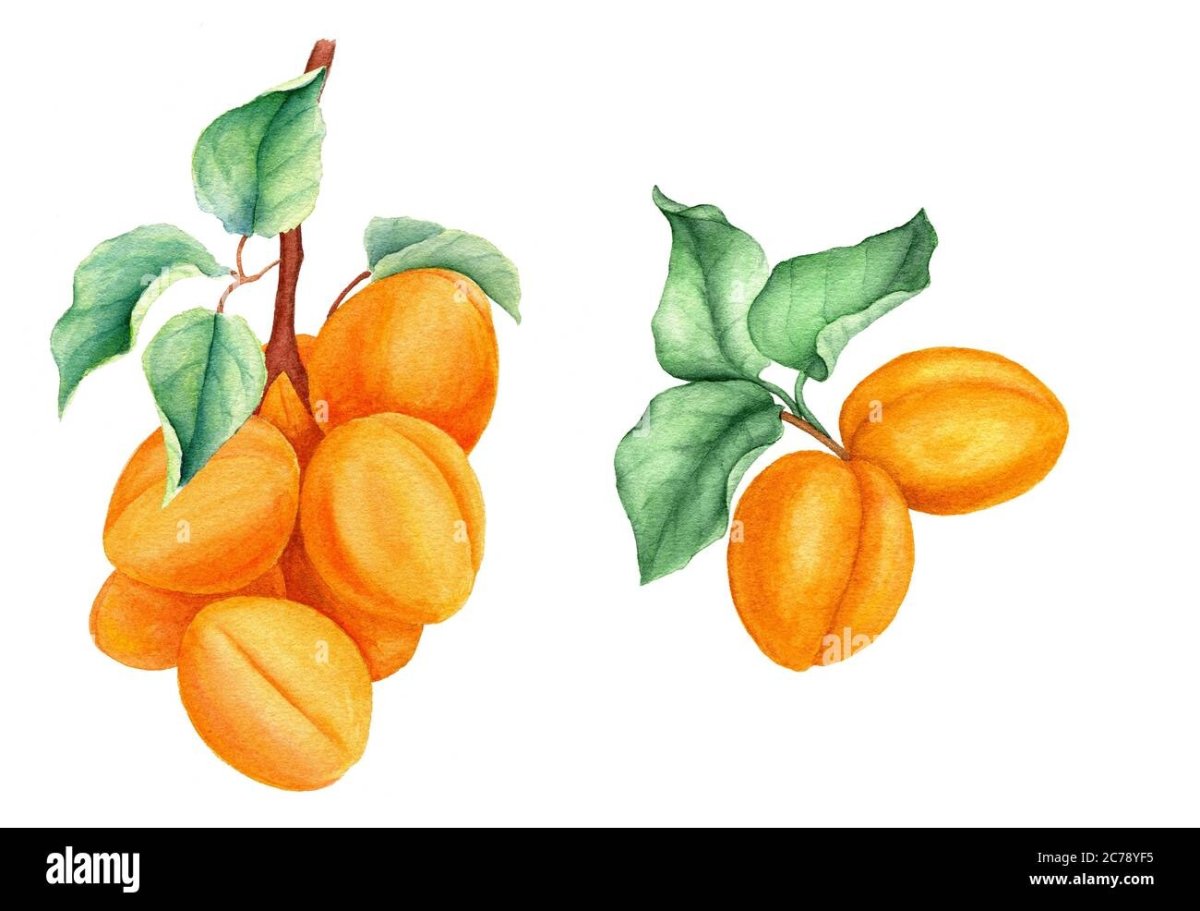 Абрикос пиктограмма