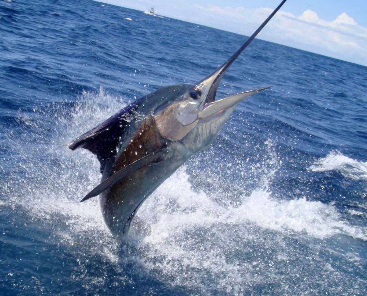 Рыба меч Мадейра