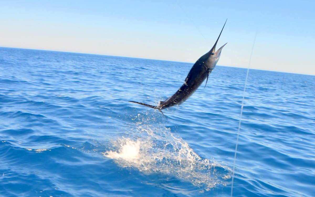 Парусник рыба Марлин