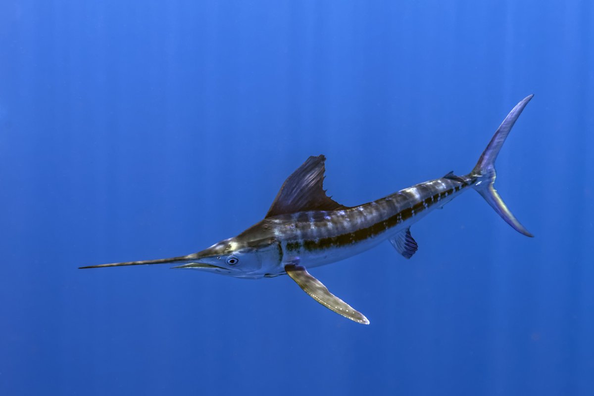 Рыба Марлин и рыба меч