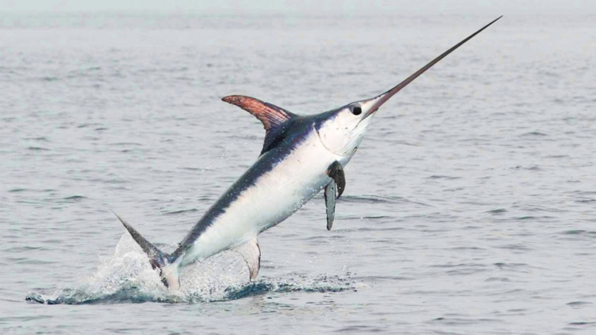 Малек голубого марлина