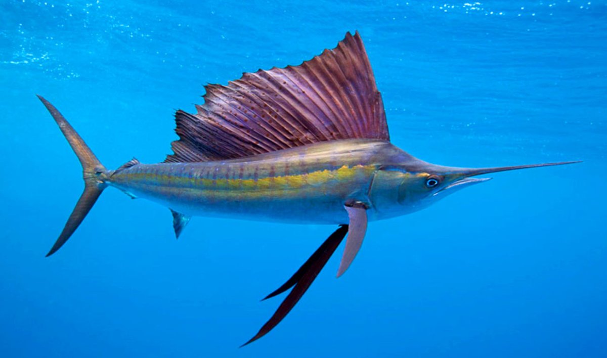 Атлантический голубой Марлин