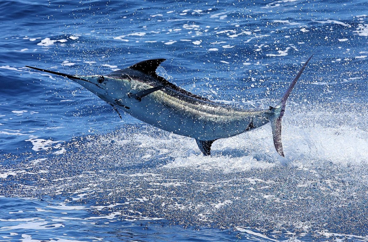 Голубой Марлин рыба