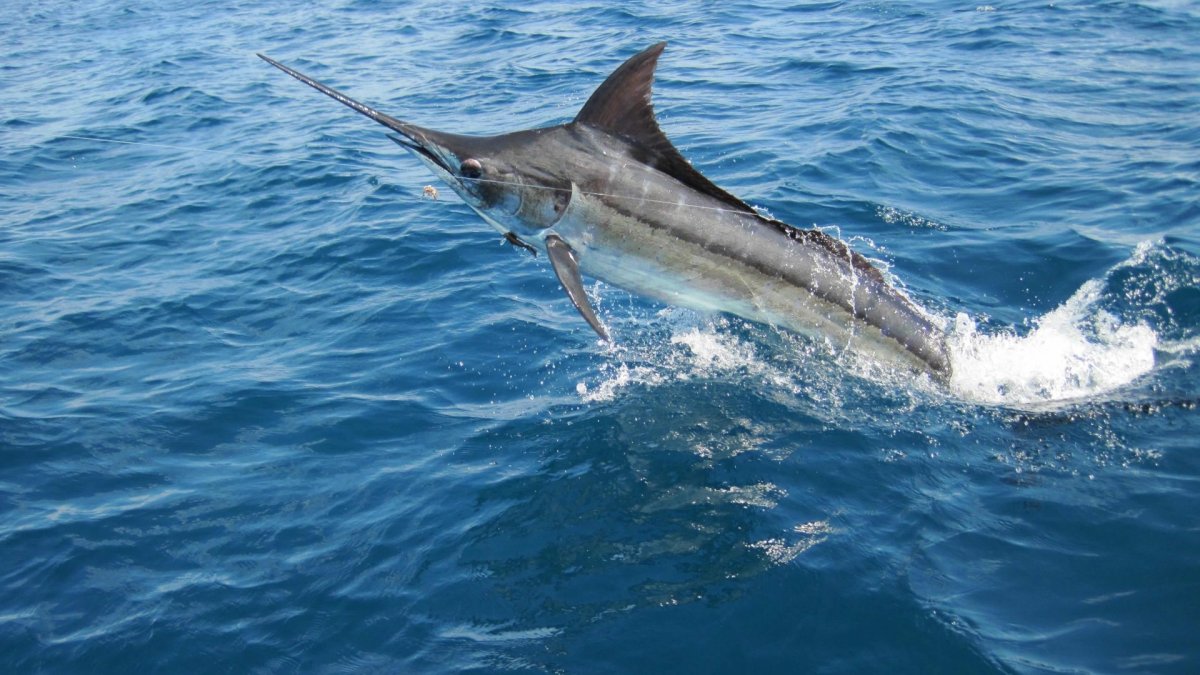 Рыба меч и Марлин