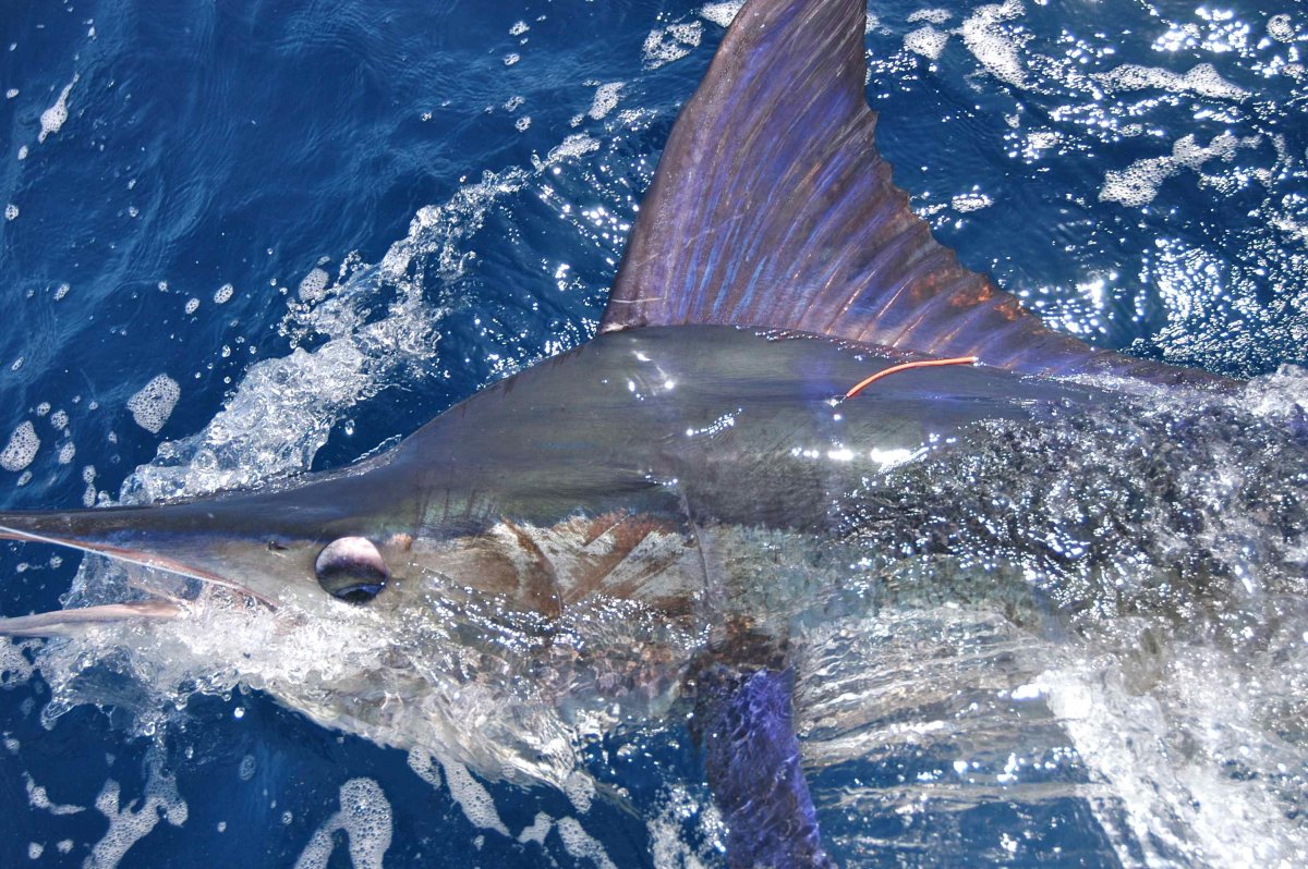 Парусник рыба Марлин